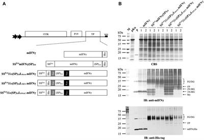 Development of a tag-free plant-made interferon gamma production system with improved therapeutic efficacy against viruses